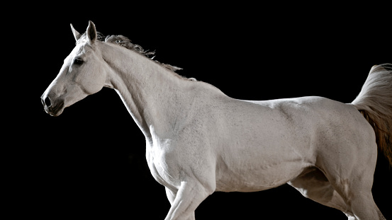 Close-up of white horse in riding hall against black background.