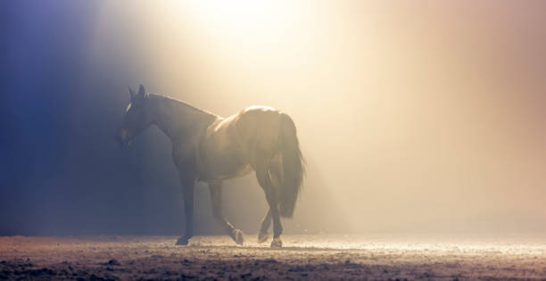 istock Brown horse walking in riding hall 1341429000