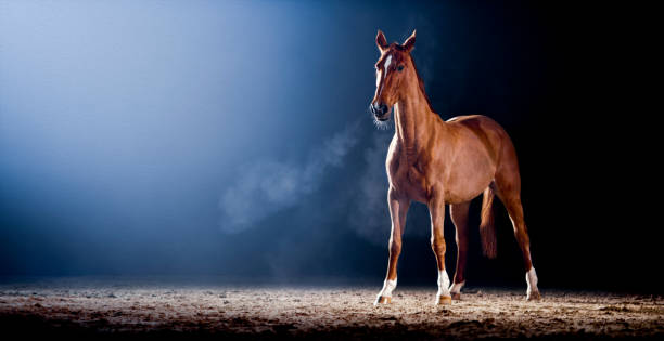 istock Brown horse standing in riding hall 1341429001