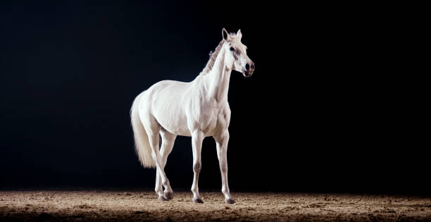 istock White horse walking in riding hall 1341429002