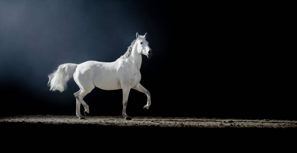 istock White horse running in riding hall 1341429121