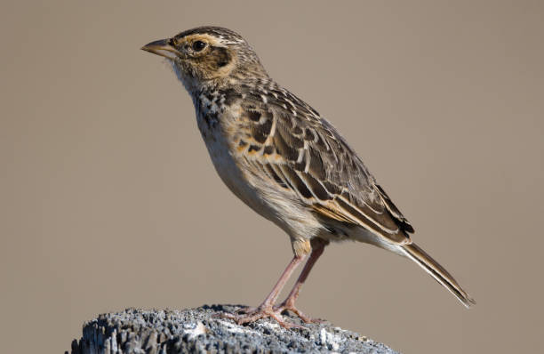 istock birds of south east 1341429417