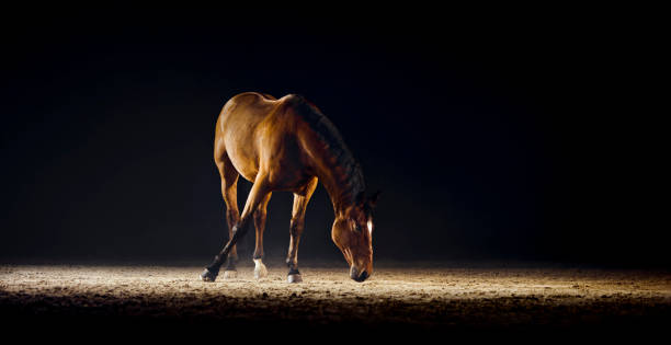 istock Brown horse walking in riding hall 1341429608