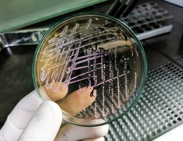 Hand of technician hold Petri dish with bacterial colony inside of safety cabinet. Microbiological laboratory. urine culture. Bacterial research stock photo