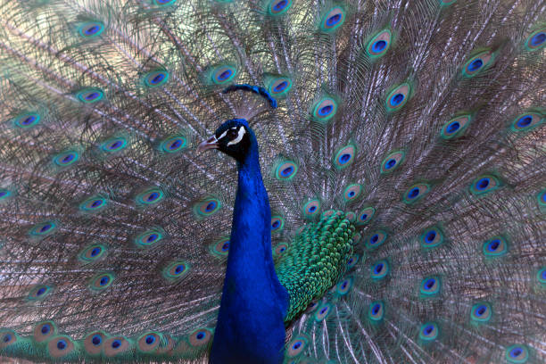 istock Portrait of beautiful peacock with feathers out ( large and brightly bird ). 1341432054