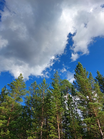 Pine wood forest edge evergreen coniferous woodland under sunny blue cloudy sky