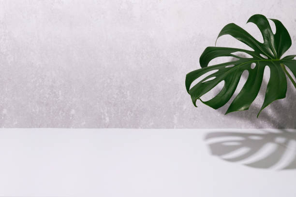 istock Monstera leaf with shadow on grey and white concrete background. Monstera background. Summer nature spa fashion concept. copy space 1341432247
