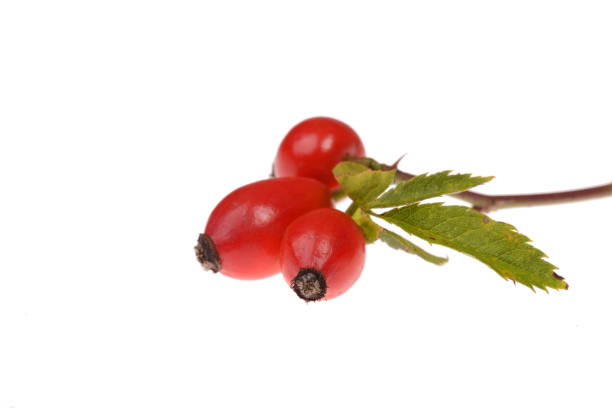 istock Red hip rose isolated on a white background 1341434108
