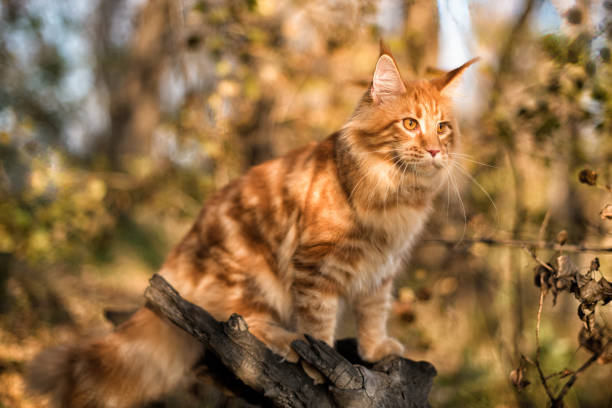 istock A big maine coon kitten. 1341434993