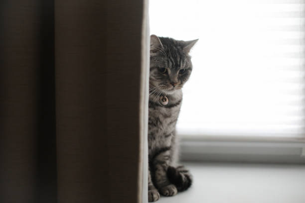 istock funny cat in a cozy home interior 1341435082