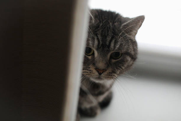 istock funny cat in a cozy home interior 1341435303