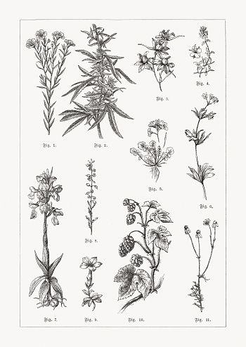 Useful and medicinal plants: 1) Flax (Linum usitatissimum); 2) Hemp (Cannabis sativa); 3) Forking larkspur (Consolida regalis); 4) Breckland thyme (Thymus serpyllum); 5) Cuckoo flower (Cardamine pratensis);  6) Sweet woodruff (Galium odoratum); 7) Green-winged orchid (Anacamptis morio); 8) Heather (Calluna vulgaris); 9) Spring gentian (Gentiana verna); 10) Hops (Humulus lupulus); 11) Camomile (Matricaria chamomilla). Wood engravings, published in 1889.