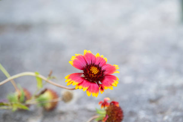 Indian blanket flower with a grey background