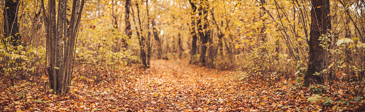 Mystery track in the natural park in autumn. Panoramic view of the autumnal forest.