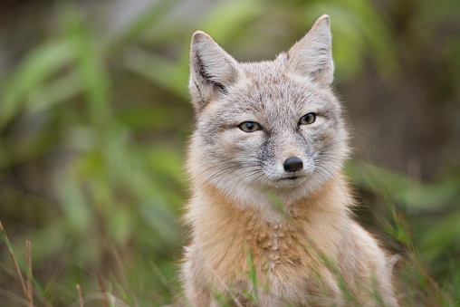 Corsac fox in the forest