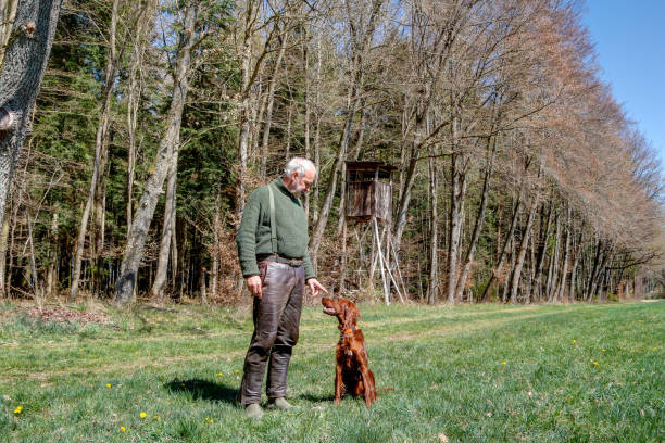 istock A hunter trains his Irish Setter dog. 1341437866