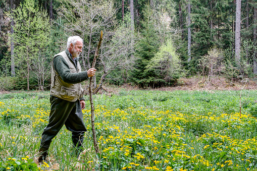 A hiker with a long wooden stick crosses a wetland where countless yellow marsh marigolds bloom.