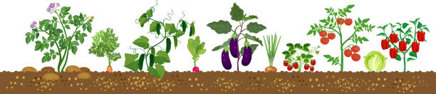 ilustraciones, imágenes clip art, dibujos animados e iconos de stock de bordear con diferentes plantas agrícolas con hortalizas maduras aisladas sobre fondo blanco. cosecha - raw potato isolated vegetable white background