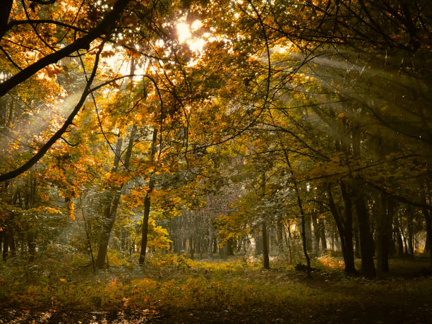 istock Beautiful light in the autumn forest. 1341438961