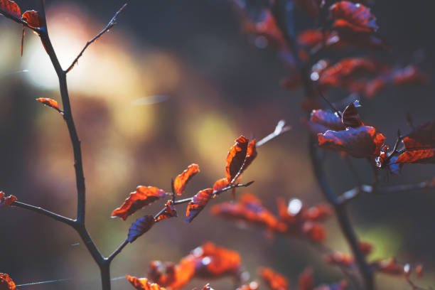 Blurred autumn mood background with selective focus on sunlit fall colored leaves and spider webs in dark mystical forest, Austira