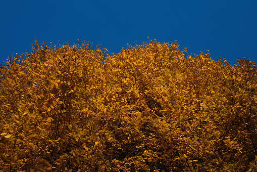 Sunny tree top of a beech tree during autumn with orange colored leaves on cloudless blue sky