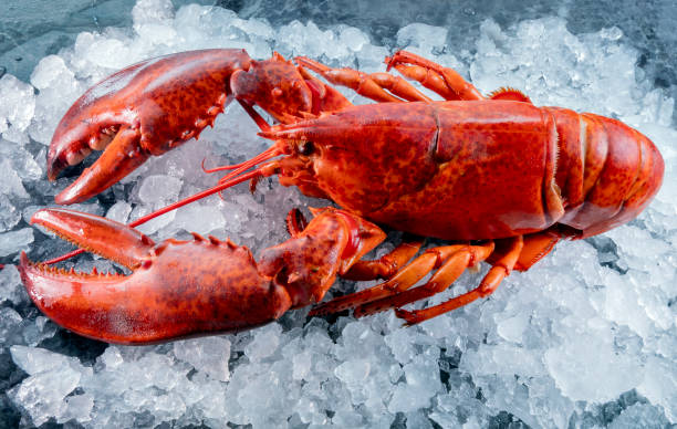 istock Lobster on ice, close up