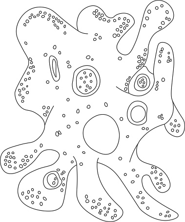 Amoeba proteus. Vector illustration of a microorganism. Black and white contour illustration.