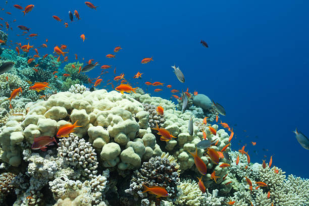 istock fish and corals in the sea 134144164