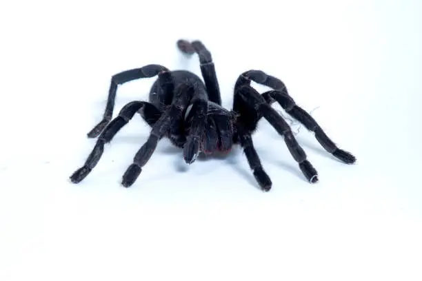 Photo of black talantula spider in thailand on white background