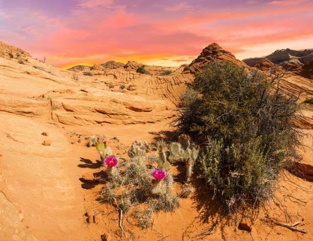 istock Sunset in Coyote Buttes with blooming cactus 1341442854