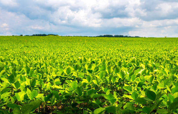 istock Endless field with soybeans. Eco friendly agriculture modern ideas. Harvesting. Soya bean sprout growing on an industrial scale. Summer landscape, Wallpaper with the blue sky. 1341443190