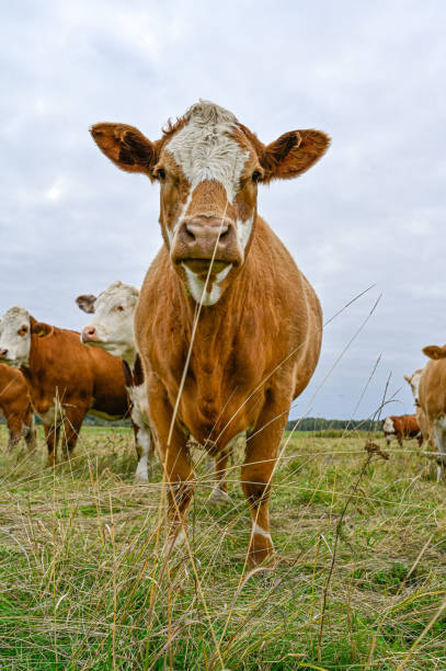 istock cows outdoors in big field near Orebro Sweden 1341444406