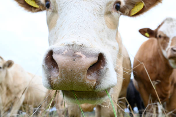 istock cows outdoors in big field near Orebro Sweden 1341444407