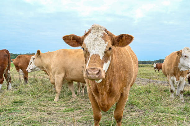 istock cows outdoors in big field near Orebro Sweden 1341444415