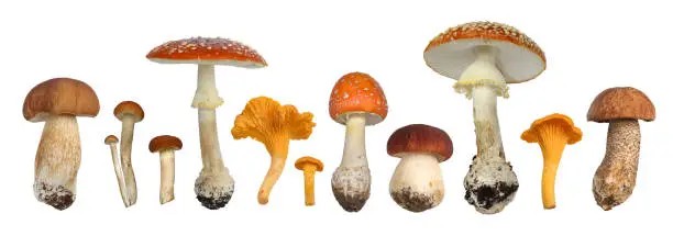 A Set of Different Mushrooms isolated on a white background.