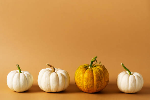 istock White and yellow row pumpkins on brown or yellow background 1341445144