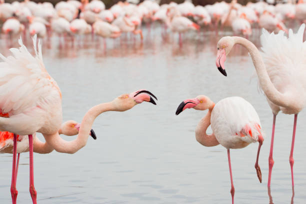 Flamingoes in the Camarque in the south of France Flamingoes in the Camarque in the south of France low viewing point stock pictures, royalty-free photos & images