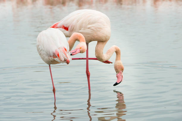 Flamingoes in the Camarque in the south of France Flamingoes in the Camarque in the south of France low viewing point stock pictures, royalty-free photos & images