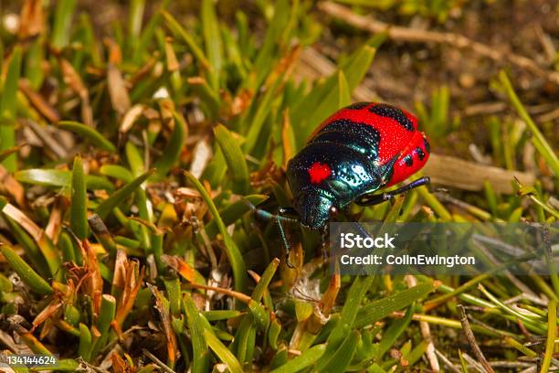 Harlekinwanze Stockfoto und mehr Bilder von Extreme Nahaufnahme - Extreme Nahaufnahme, Fotografie, Harlekin