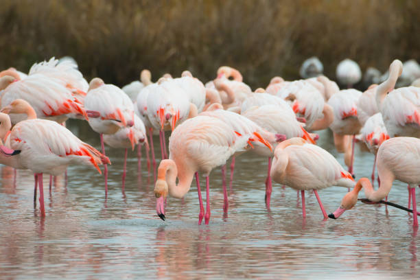 Flamingoes in the Camarque in the south of France Flamingoes in the Camarque in the south of France low viewing point stock pictures, royalty-free photos & images