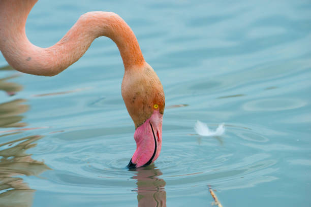 Flamingoes in the Camarque in the south of France Flamingoes in the Camarque in the south of France low viewing point stock pictures, royalty-free photos & images