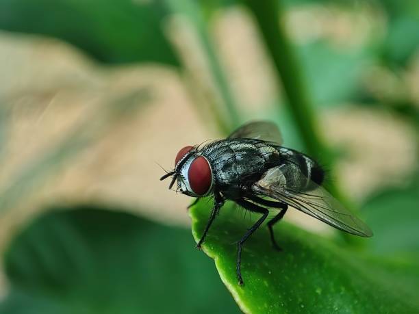 istock Closeup view and selective focus of Housefly on a green leaf 1341447452