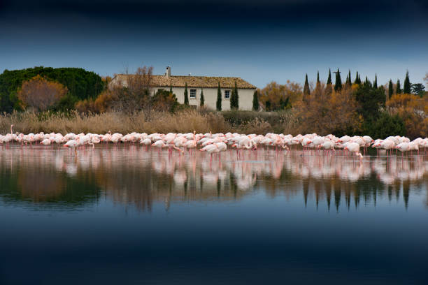 Flamingoes in the Camarque in the south of France Flamingoes in the Camarque in the south of France low viewing point stock pictures, royalty-free photos & images