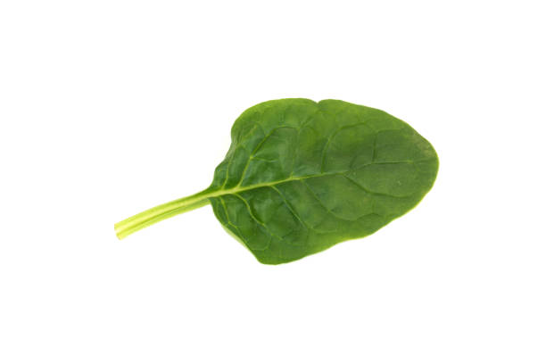 istock fresh young baby spinach leaves 1341447725