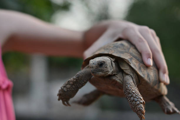 istock Child holding a turtle in her hands 1341447747