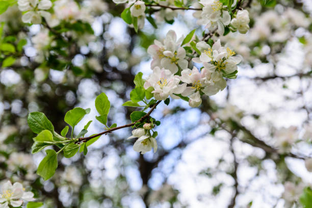 istock Peach blossom flowers in spring 1341447869