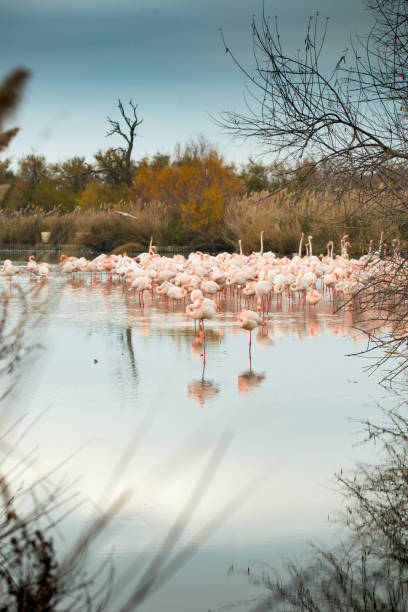 Flamingoes in the Camarque in the south of France Flamingoes in the Camarque in the south of France low viewing point stock pictures, royalty-free photos & images