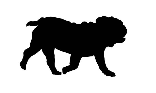 Black dog silhouette. Running english bulldog puppy. Pet animals. Isolated on a white background. Black dog silhouette. Running english bulldog puppy. Pet animals. Isolated on a white background. Vector illustration. english bulldog silhouette stock illustrations