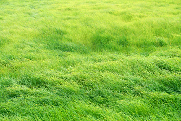 Green Meadow in the wind breeze rural scene day time