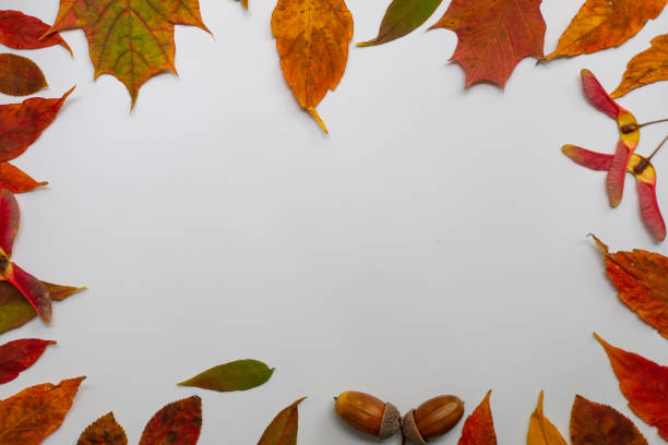 istock Autumn leaves on white background 1341449399